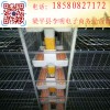 鹌鹑采食器 养殖设备 鹌鹑食槽 鹌鹑料槽 鹌鹑自动采食器
