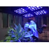 LED植物灯 LED植物灯价格 厂家